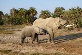 Nairobi Full Day Excursion